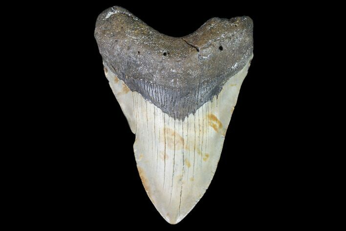 Fossil Megalodon Tooth - North Carolina #101299